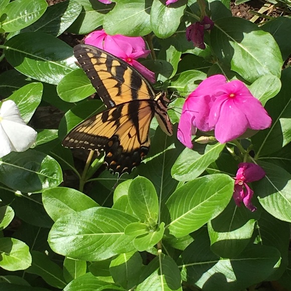 monarchfree